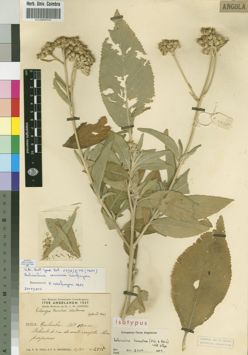 Bothriocline carrissoi