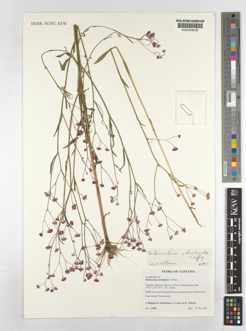 Bothriocline ethulioides