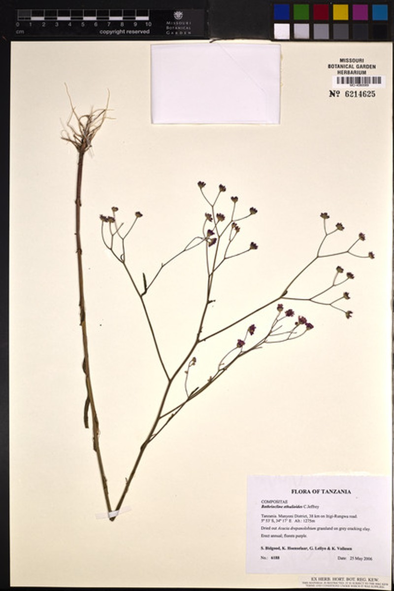 Bothriocline ethulioides photo 2