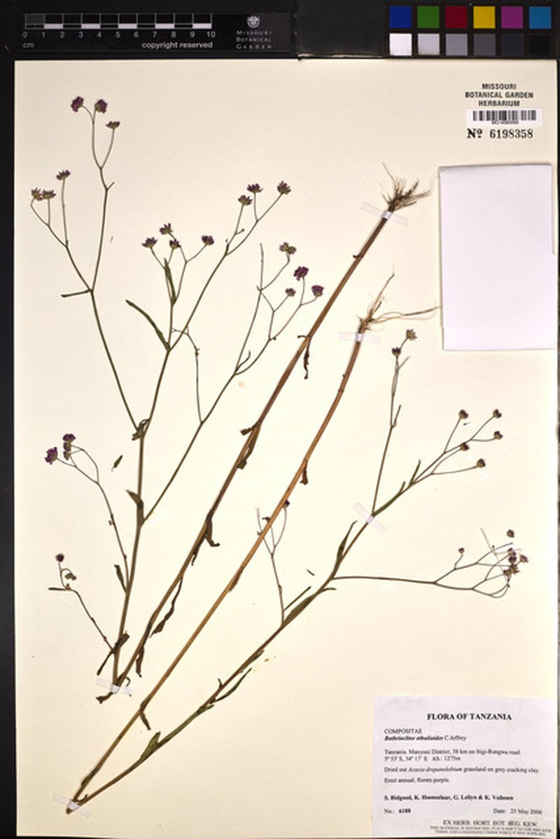 Bothriocline ethulioides photo 3