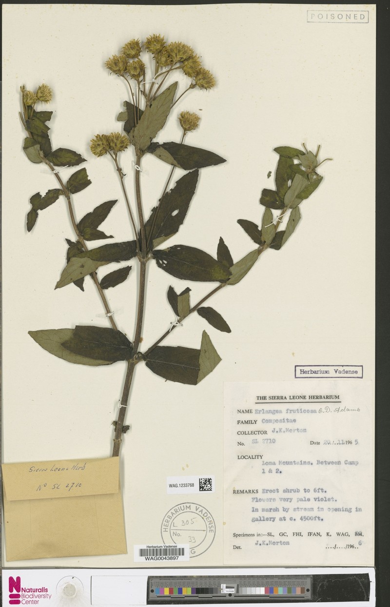 Bothriocline fruticosa
