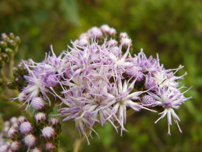 Bothriocline fusca