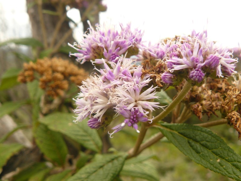 Bothriocline fusca photo 2