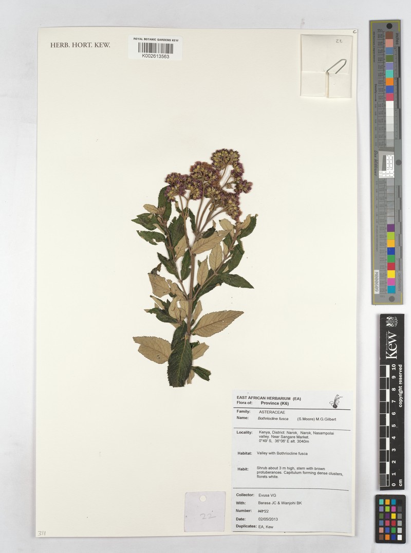 Bothriocline fusca photo 4