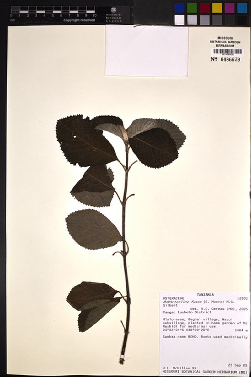Bothriocline fusca photo 5