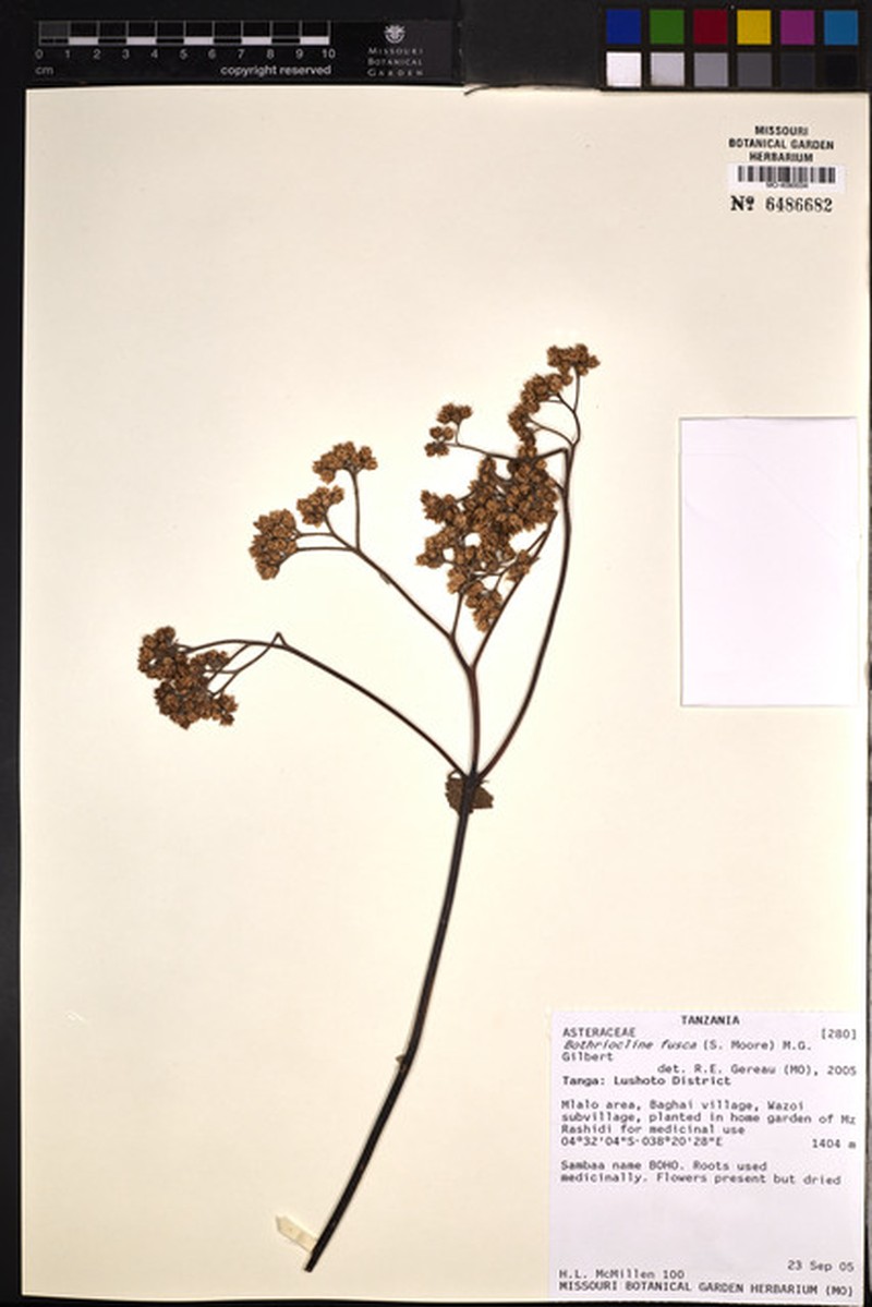 Bothriocline fusca photo 6
