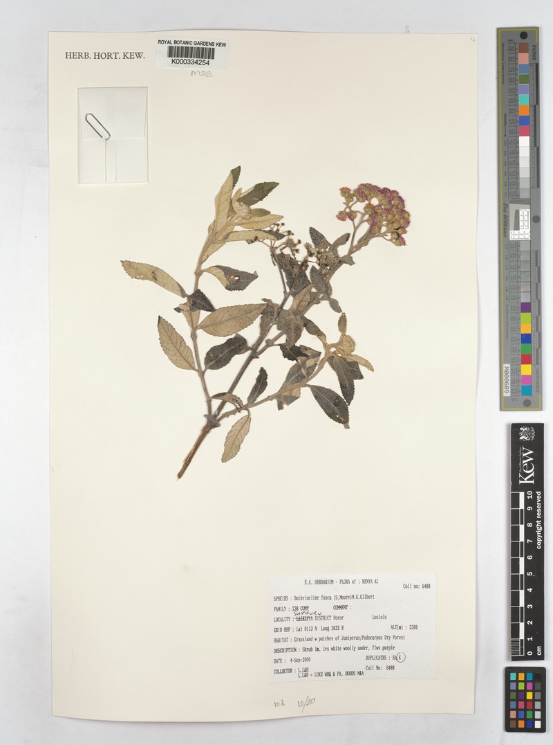 Bothriocline fusca photo 7
