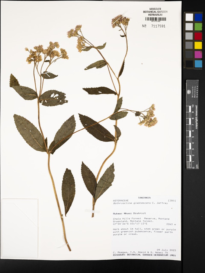 Bothriocline glabrescens
