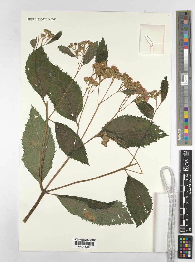Bothriocline glabrescens photo 2