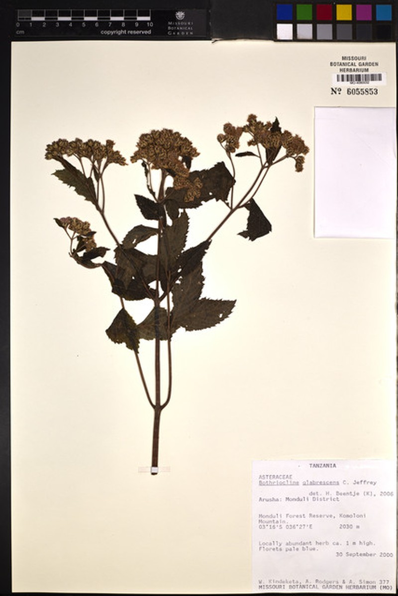 Bothriocline glabrescens photo 3
