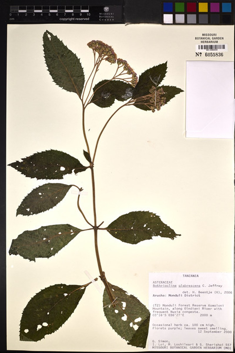 Bothriocline glabrescens photo 4