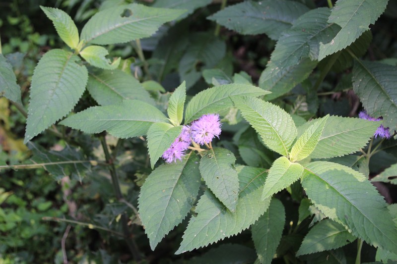 Bothriocline globosa photo 2