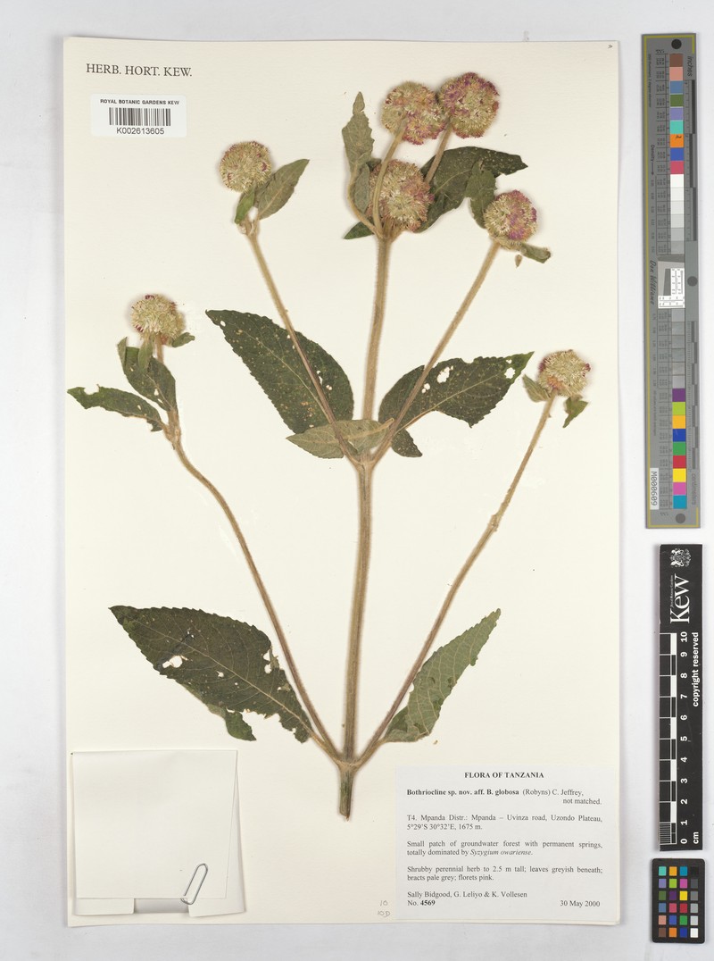 Bothriocline globosa photo 3