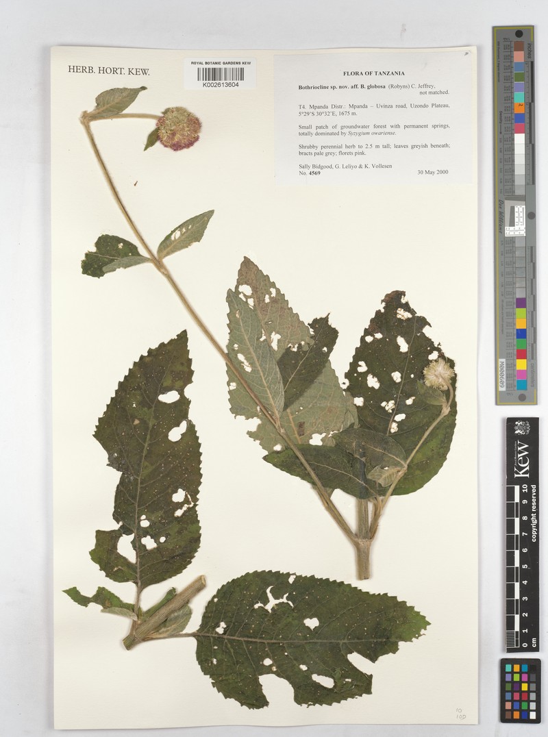 Bothriocline globosa photo 4
