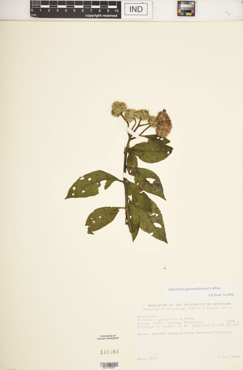 Bothriocline globosa photo 5