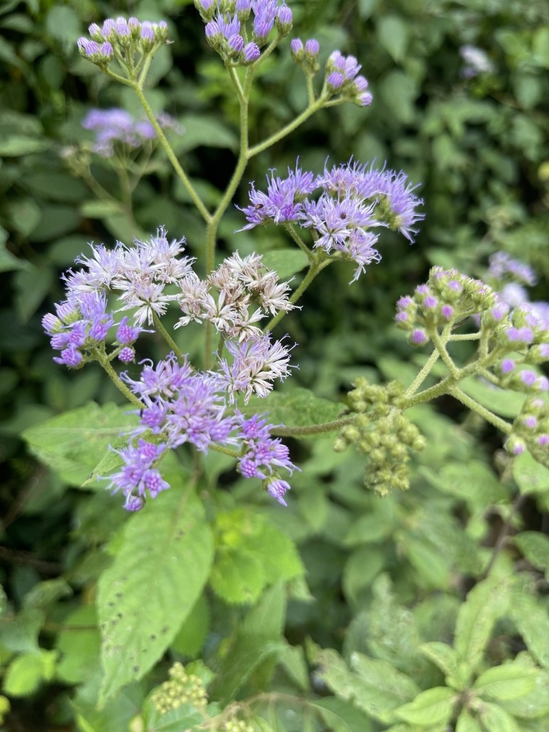 Bothriocline glomerata