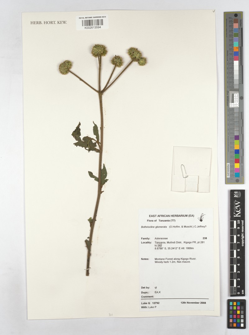 Bothriocline glomerata photo 2