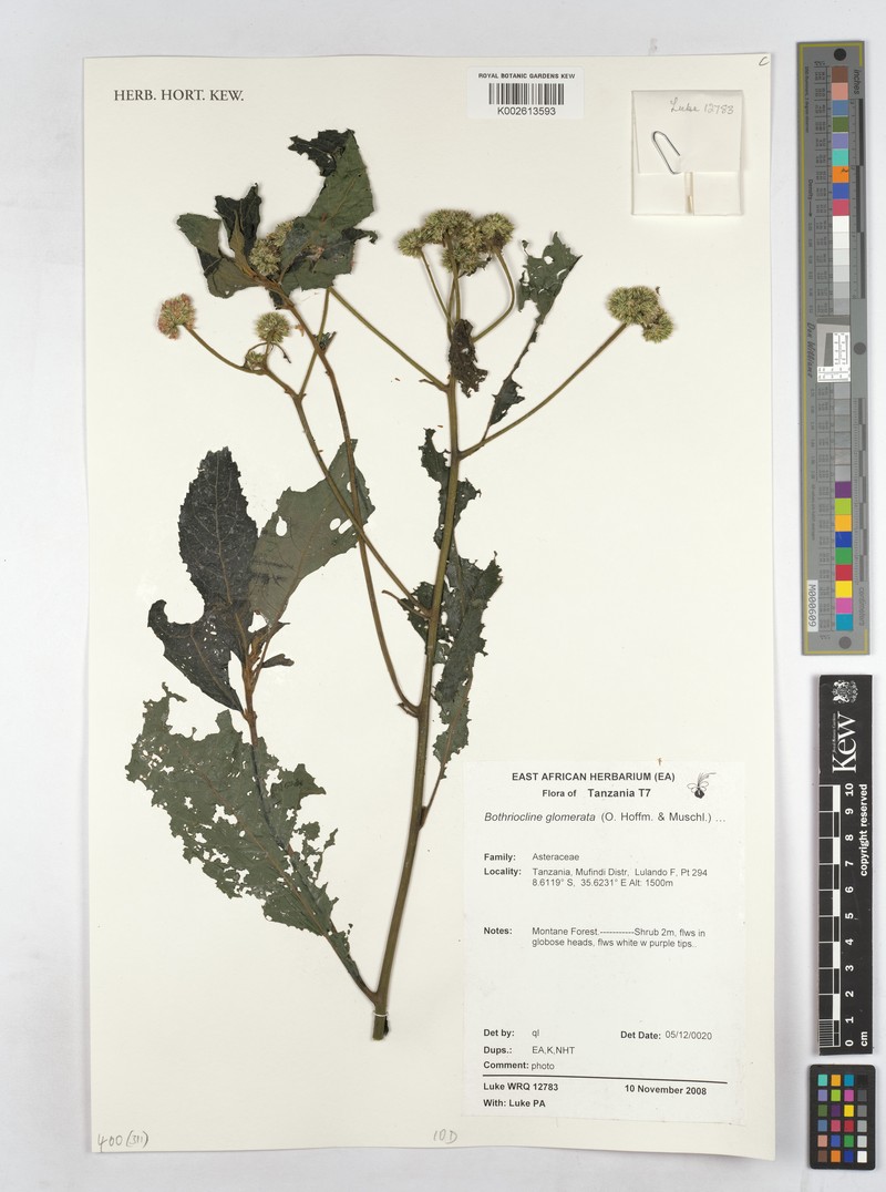 Bothriocline glomerata photo 3