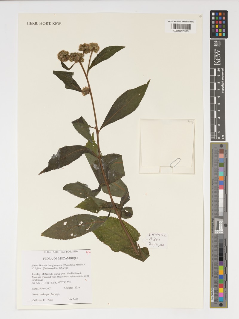 Bothriocline glomerata photo 4