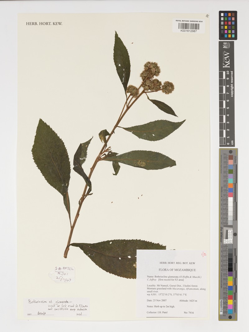 Bothriocline glomerata photo 5