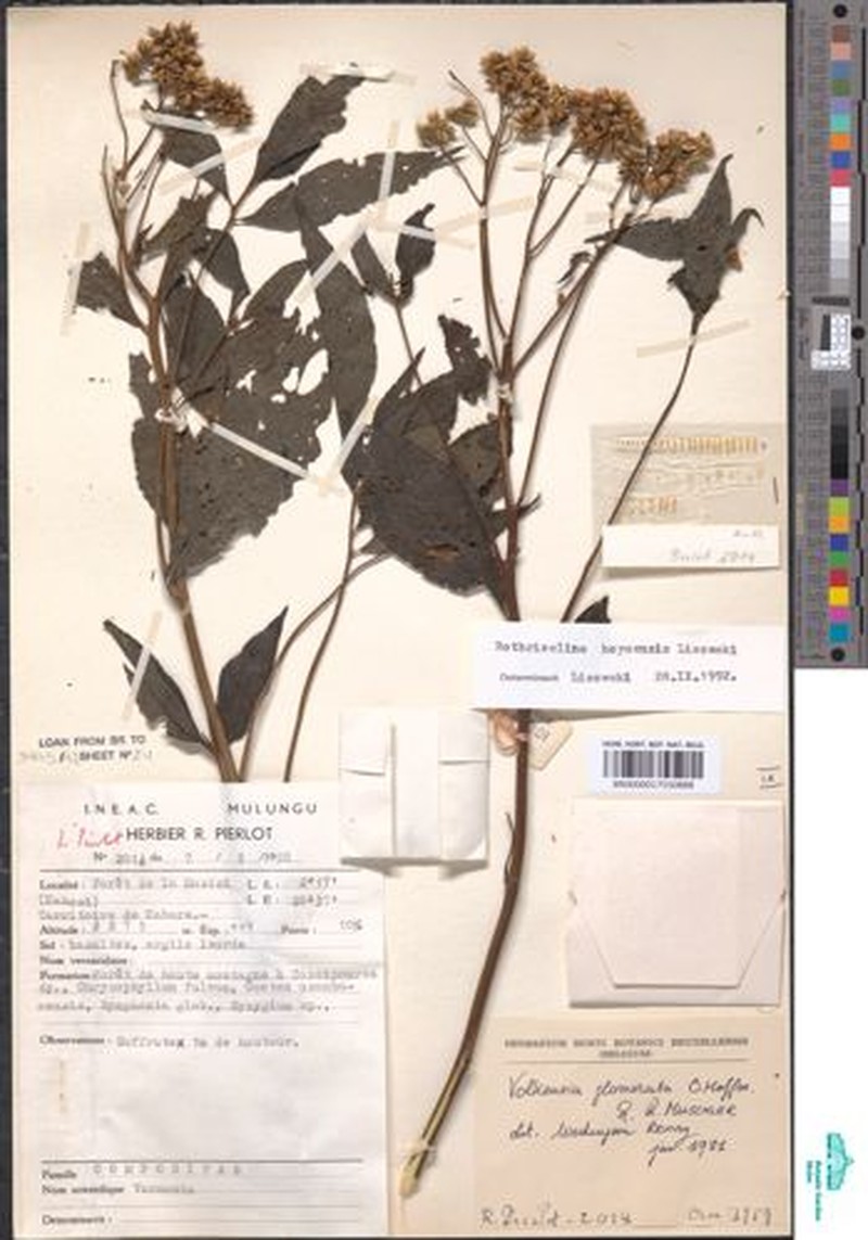 Bothriocline hoyoensis
