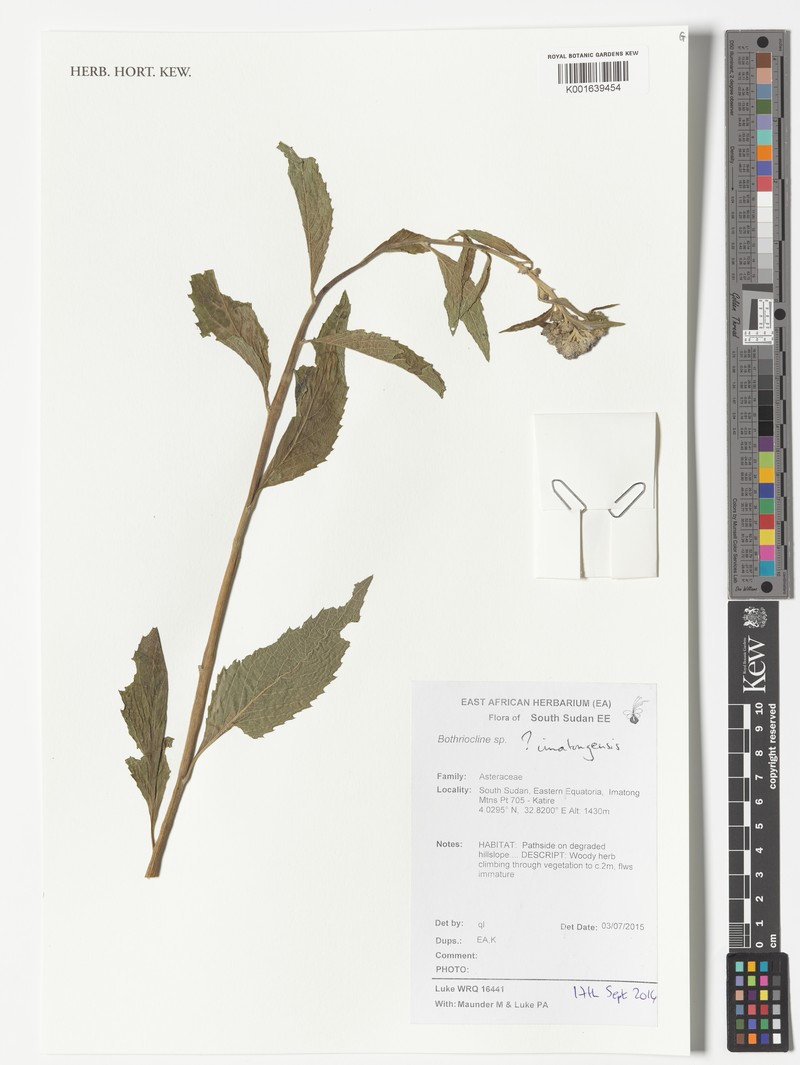 Bothriocline imatongensis