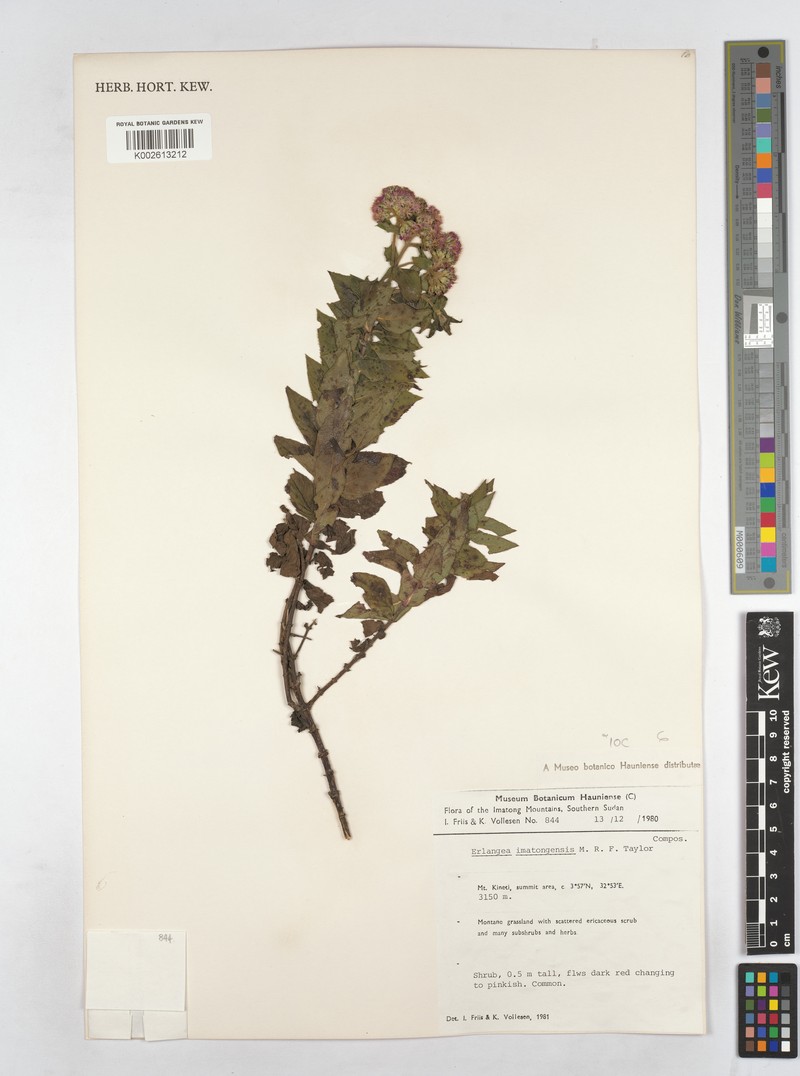 Bothriocline imatongensis photo 2