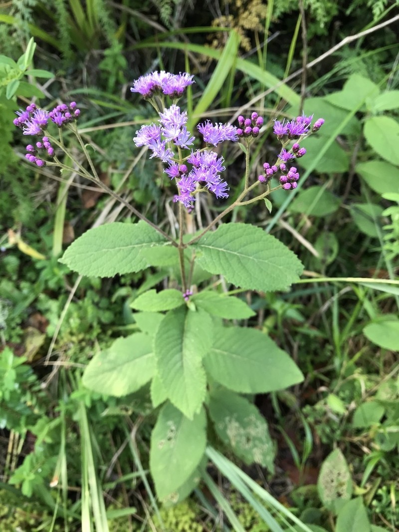 Bothriocline inyangana