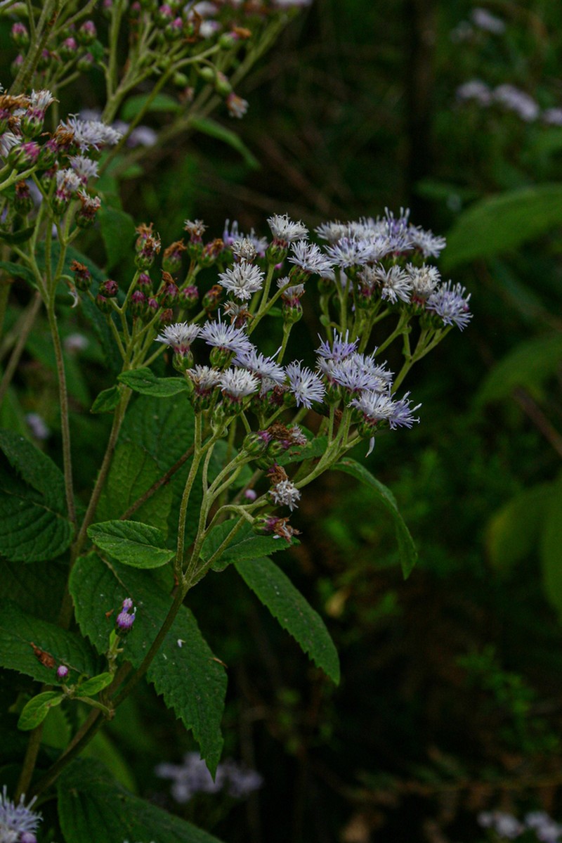 Bothriocline inyangana photo 2