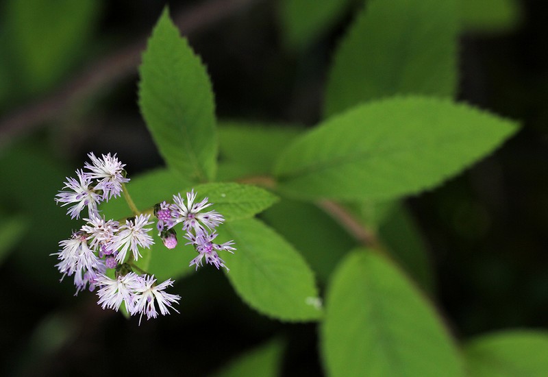 Bothriocline inyangana photo 3