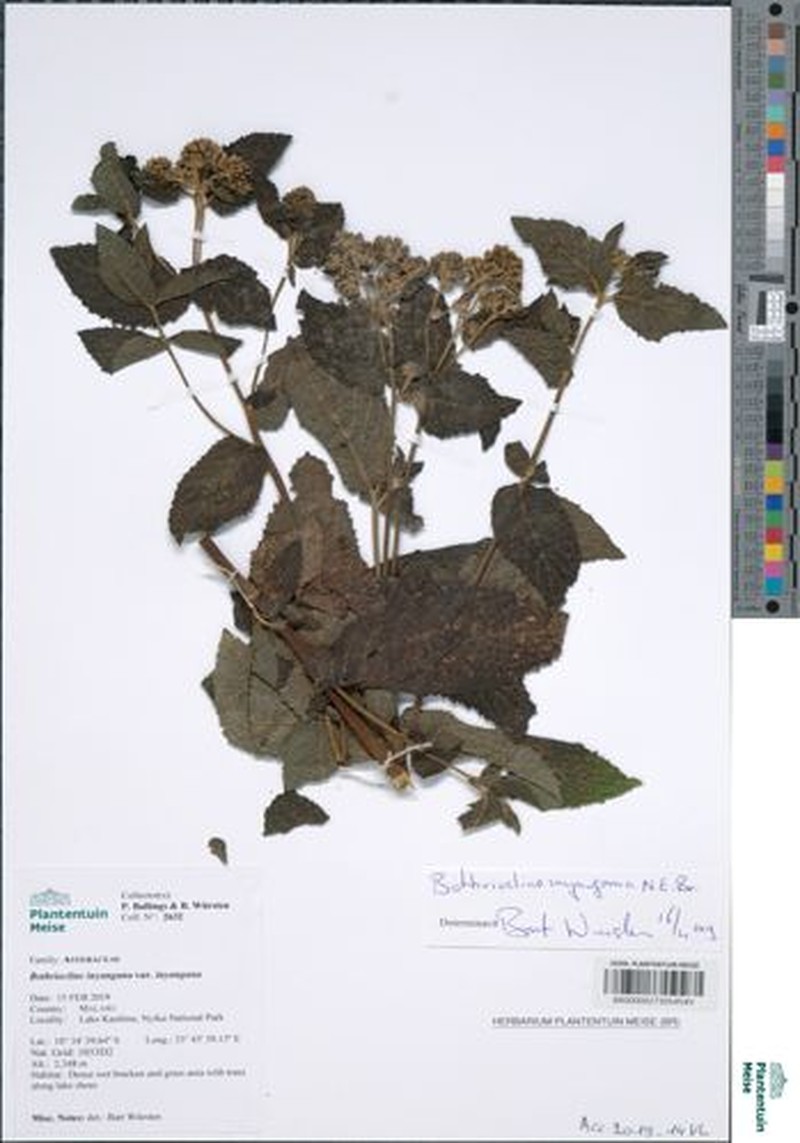 Bothriocline inyangana photo 6