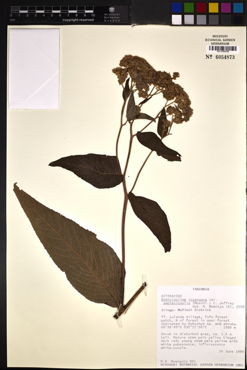 Bothriocline inyangana var. amplexicaulis