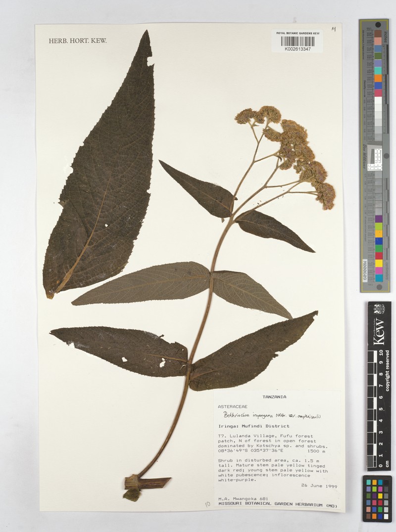 Bothriocline inyangana var. amplexicaulis photo 2