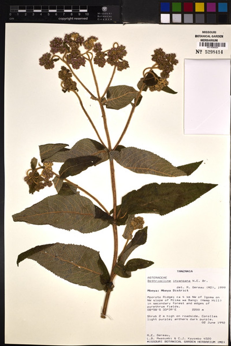 Bothriocline inyangana var. amplexicaulis photo 3