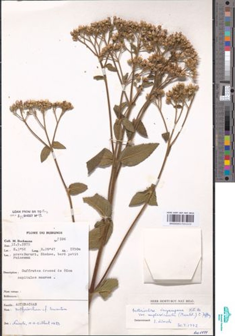 Bothriocline inyangana var. amplexicaulis photo 4