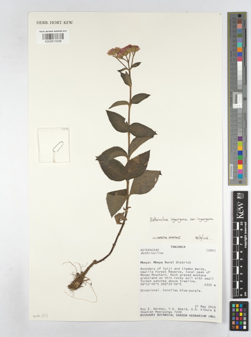 Bothriocline inyangana var. inyangana photo 2