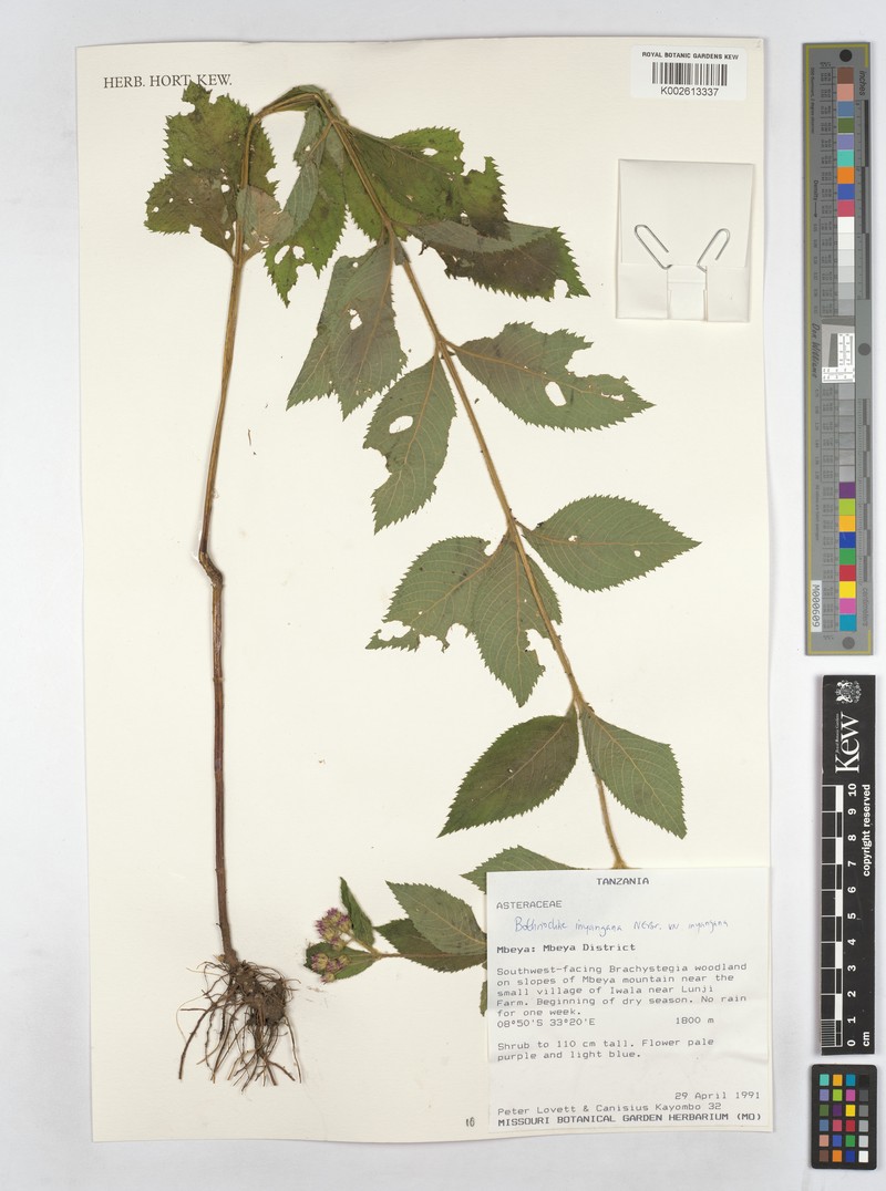 Bothriocline inyangana var. inyangana photo 4