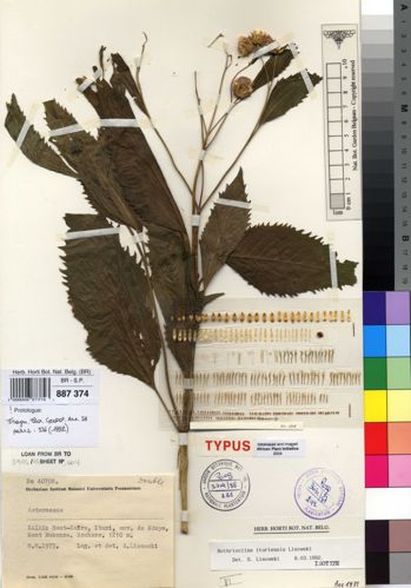 Bothriocline ituriensis