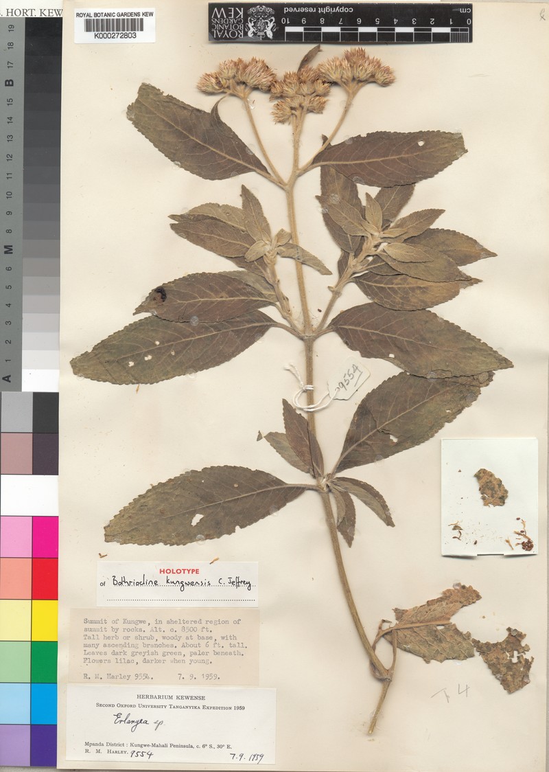 Bothriocline kungwensis