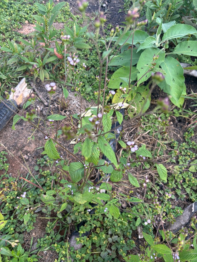 Bothriocline laxa