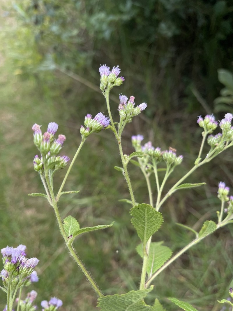 Bothriocline laxa photo 2
