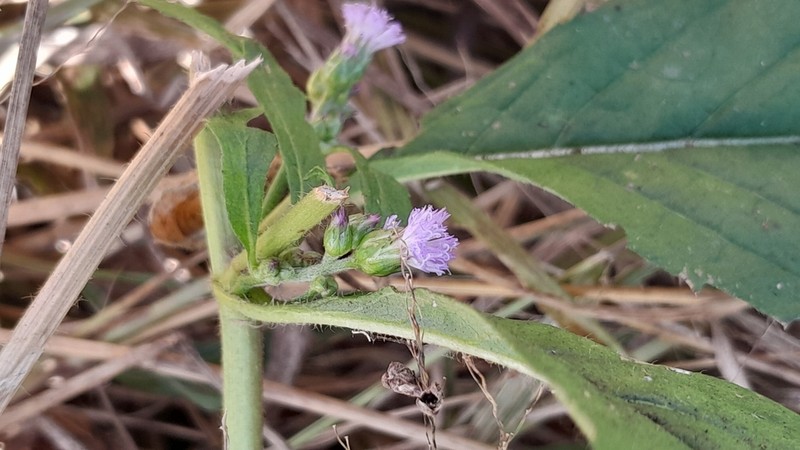 Bothriocline laxa photo 3