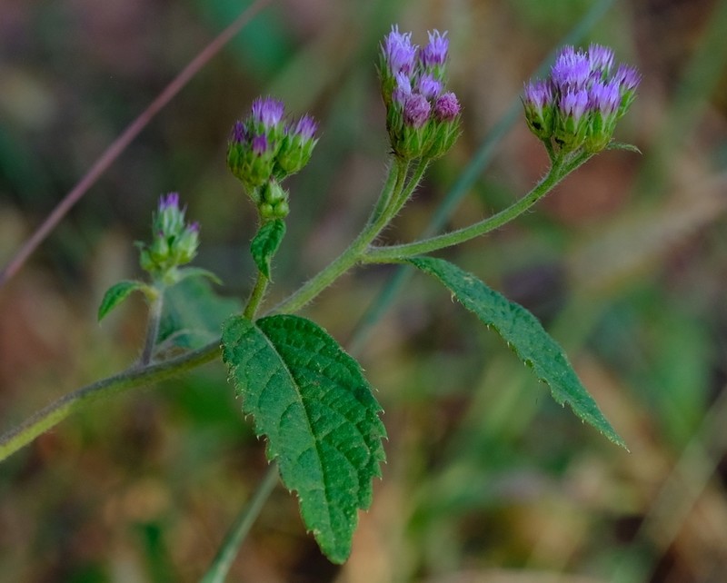 Bothriocline laxa photo 4