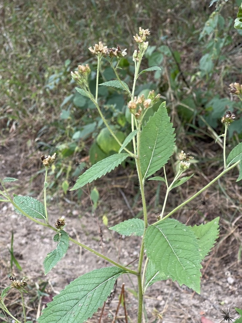 Bothriocline laxa photo 5
