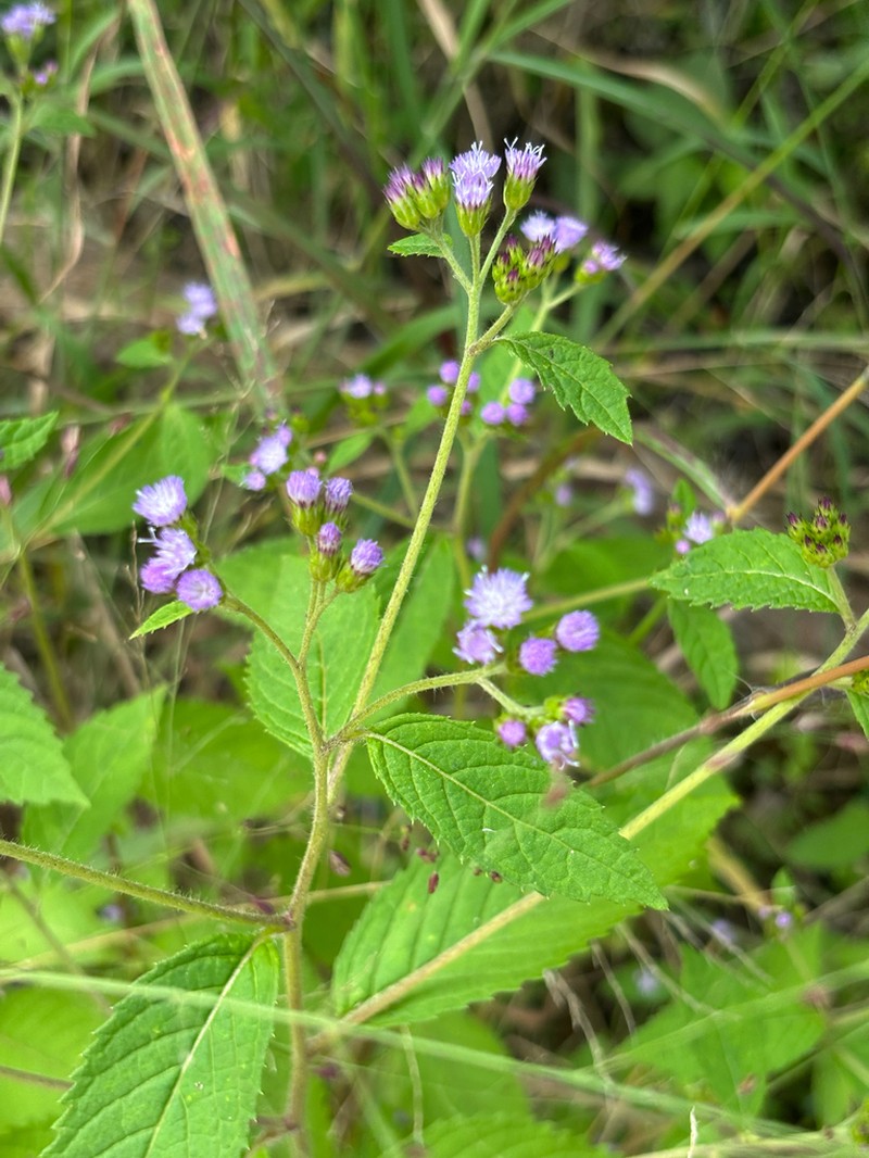 Bothriocline laxa photo 6