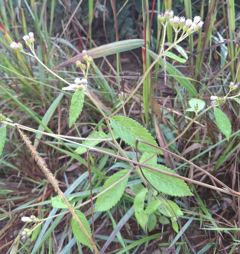Bothriocline laxa photo 7