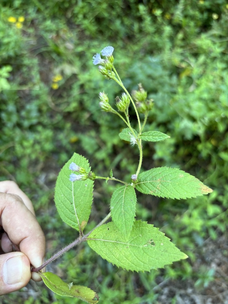 Bothriocline laxa photo 8