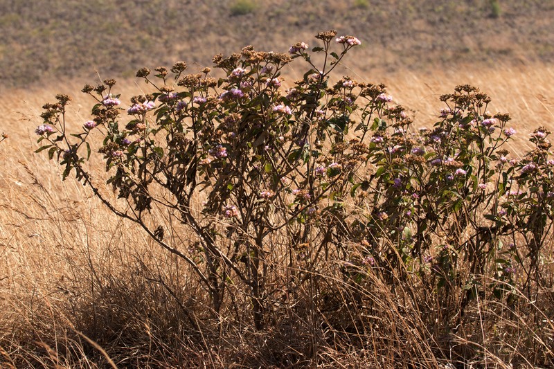 Bothriocline longipes photo 3