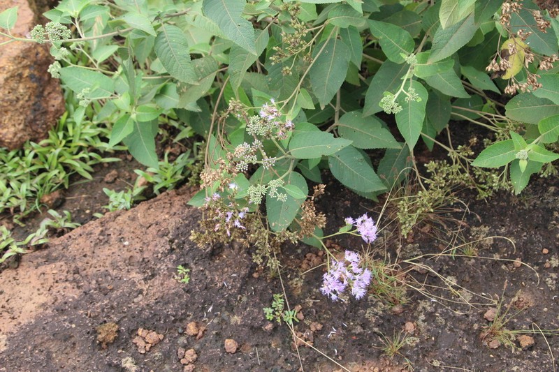 Bothriocline longipes photo 5