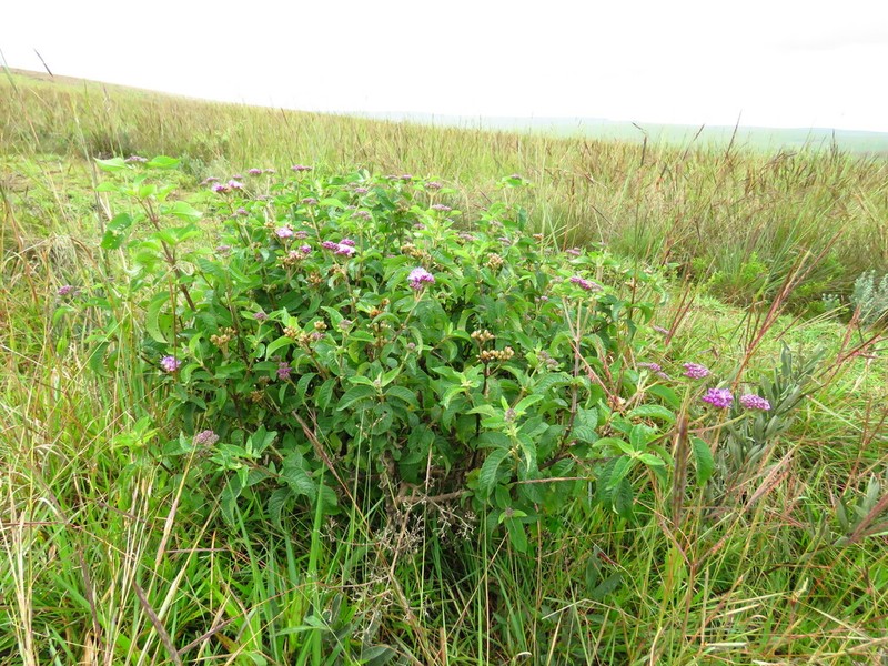 Bothriocline longipes photo 6